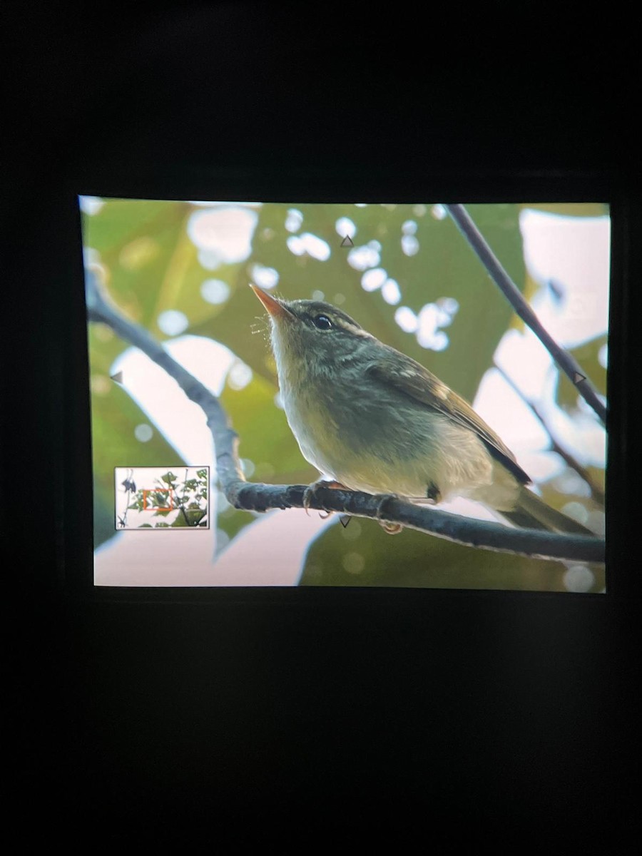 Emei Leaf Warbler - ML493537731