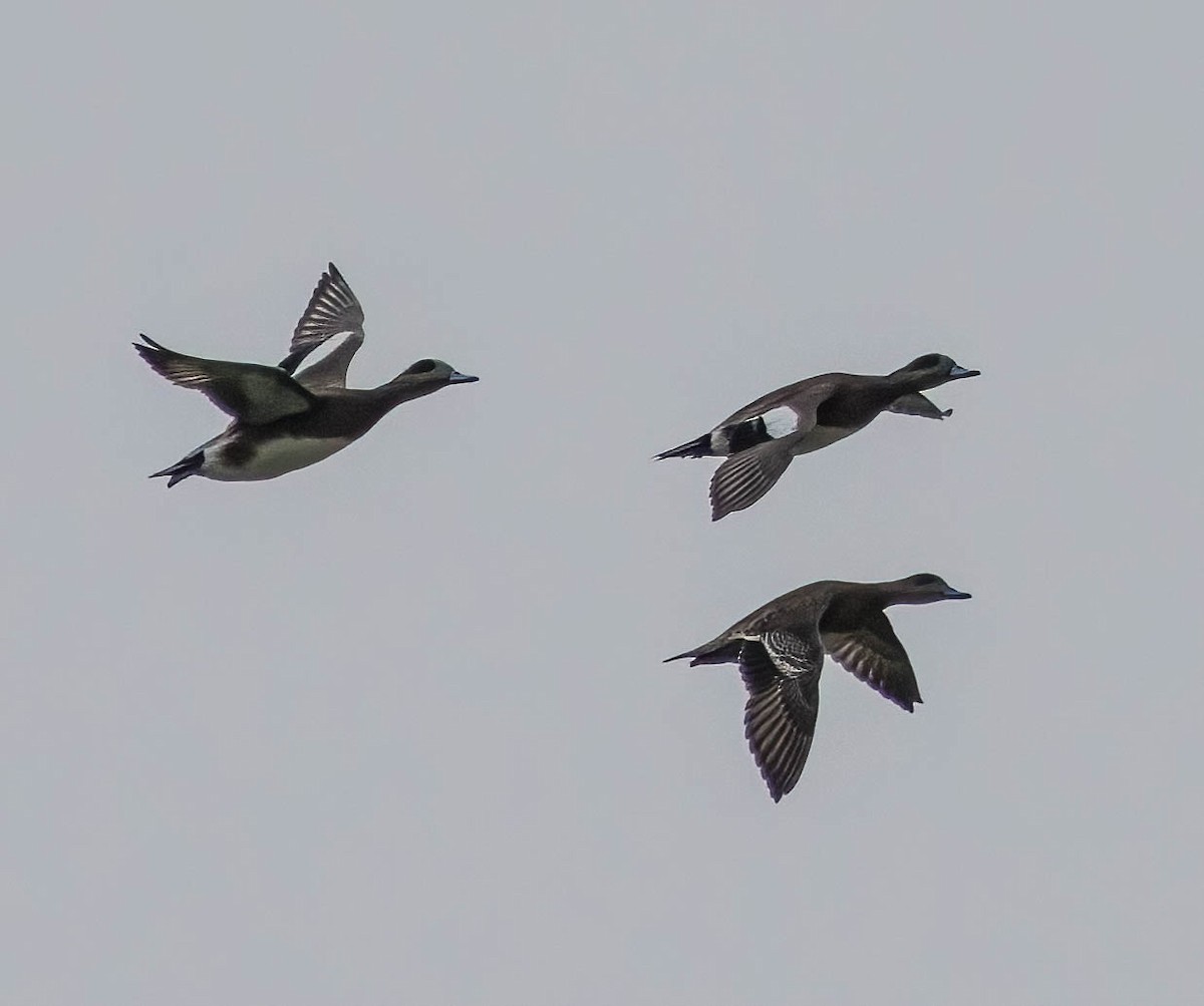 American Wigeon - ML493537781