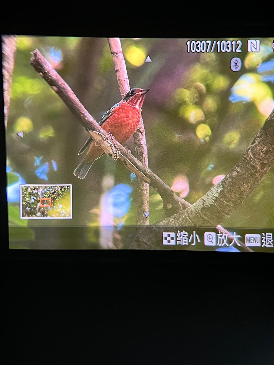 White-throated Rock-Thrush - ML493537931