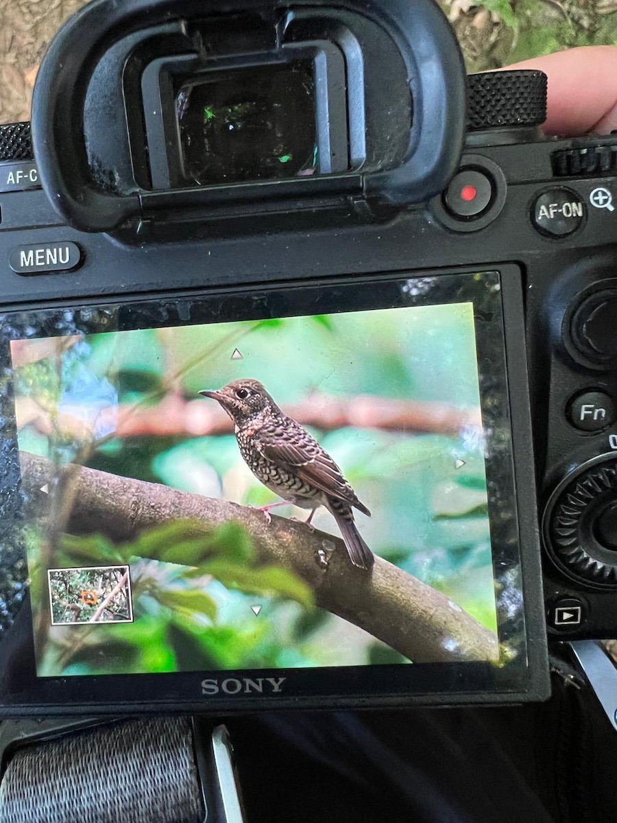 White-throated Rock-Thrush - ML493537941