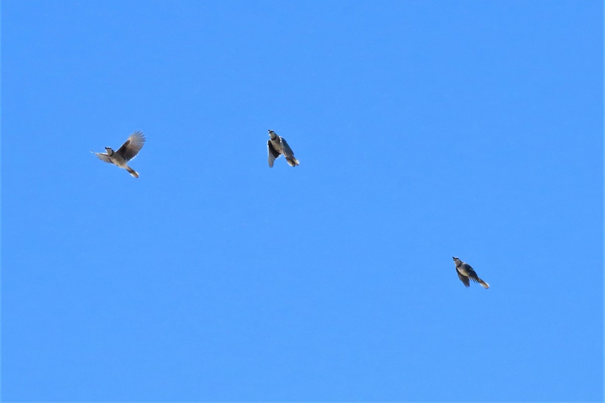 Blue Jay - ML493538621