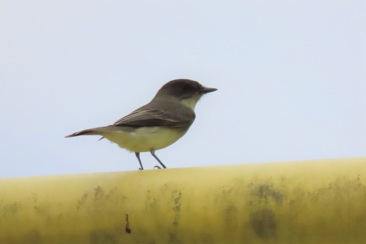 Eastern Phoebe - ML493539311