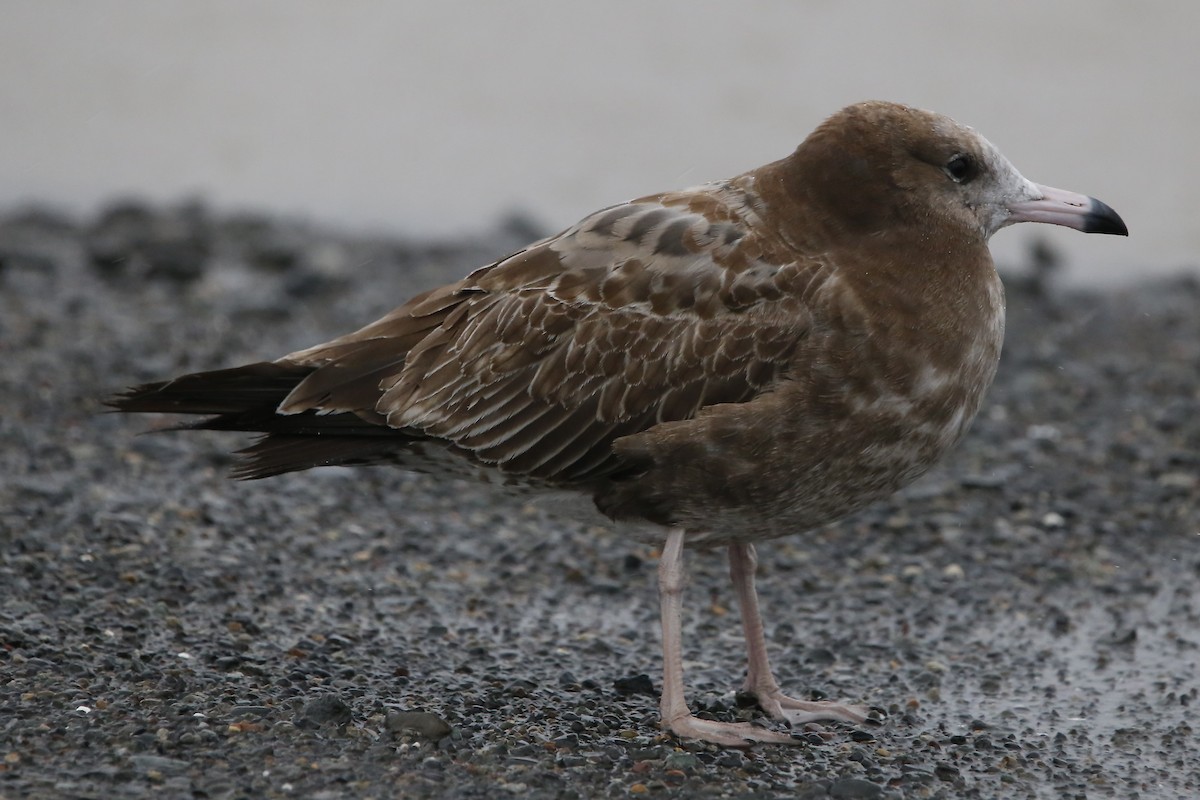 Black-tailed Gull - Mikiya Oikawa
