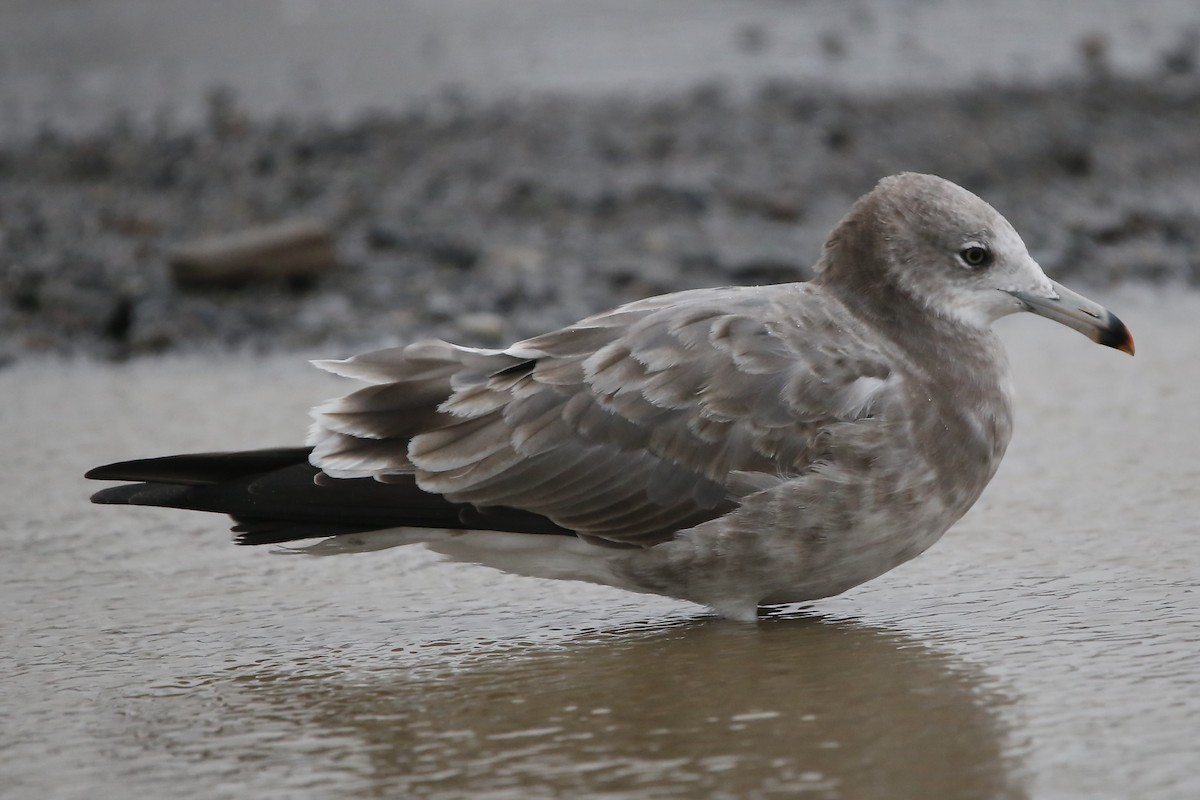 Black-tailed Gull - Mikiya Oikawa