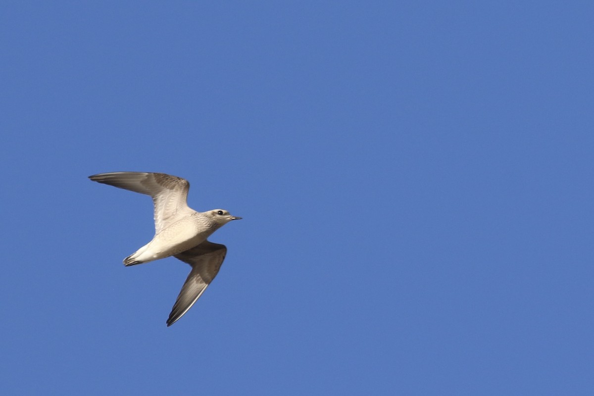 American Golden-Plover - ML493540461