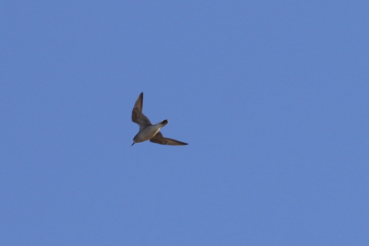 American Golden-Plover - ML493540491