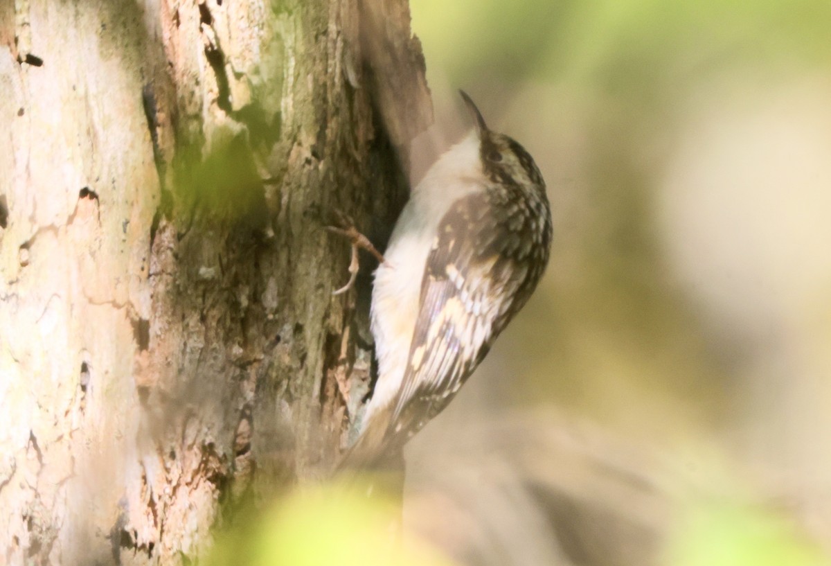 Brown Creeper - ML493542351