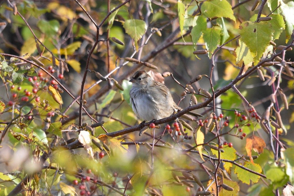 White-crowned Sparrow - ML493542421