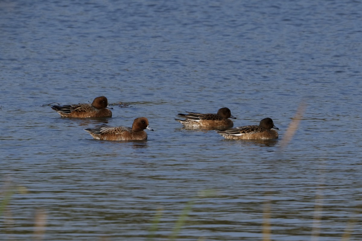 Eurasian Wigeon - ML493542881