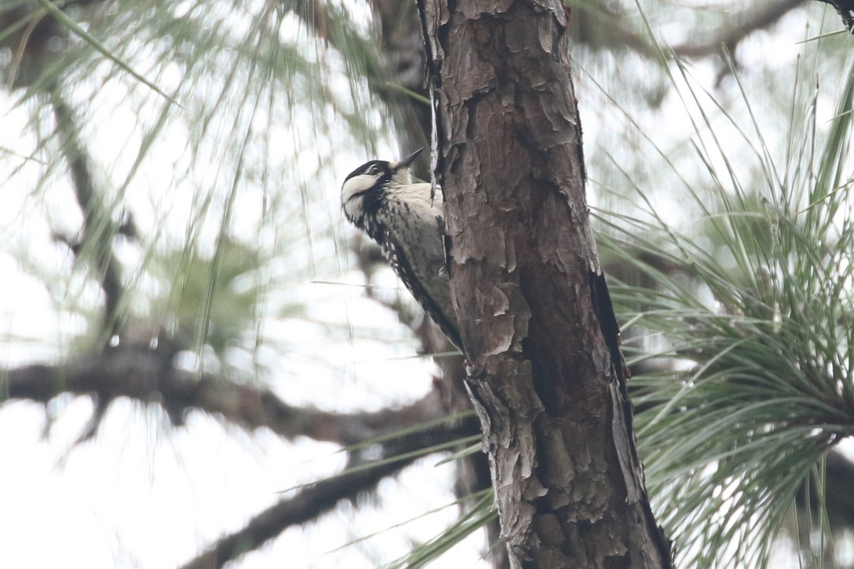 Red-cockaded Woodpecker - ML49354331