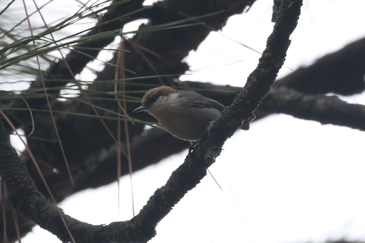 Brown-headed Nuthatch - Bob Friedrichs