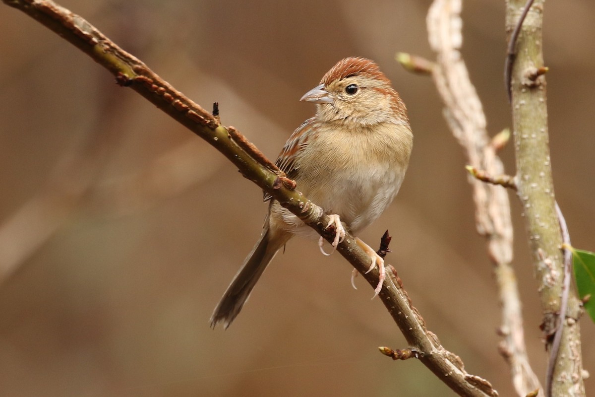 Bachman's Sparrow - Bob Friedrichs