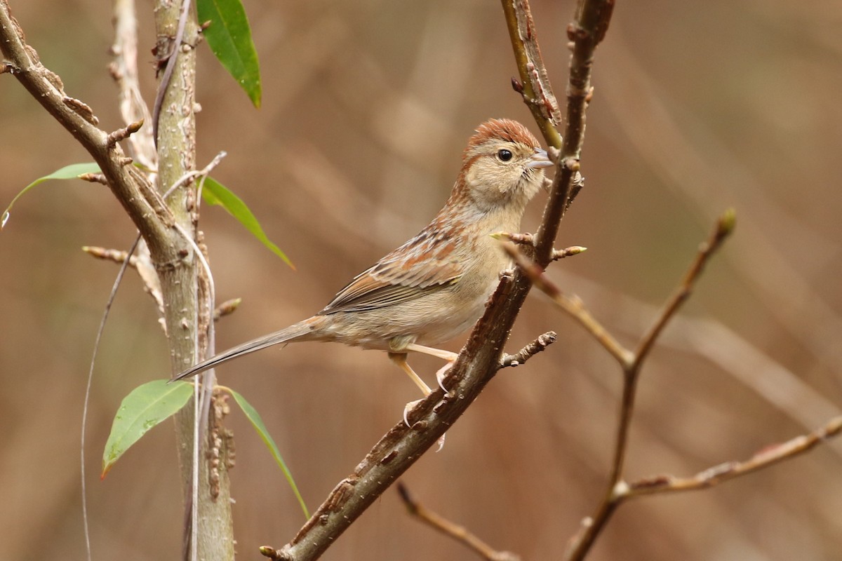 Bachman's Sparrow - Bob Friedrichs