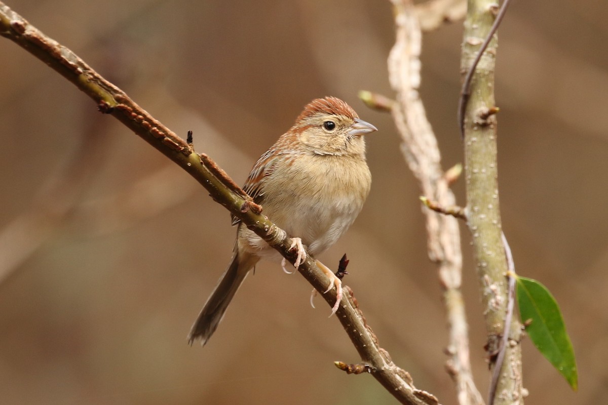 Bachman's Sparrow - ML49354511