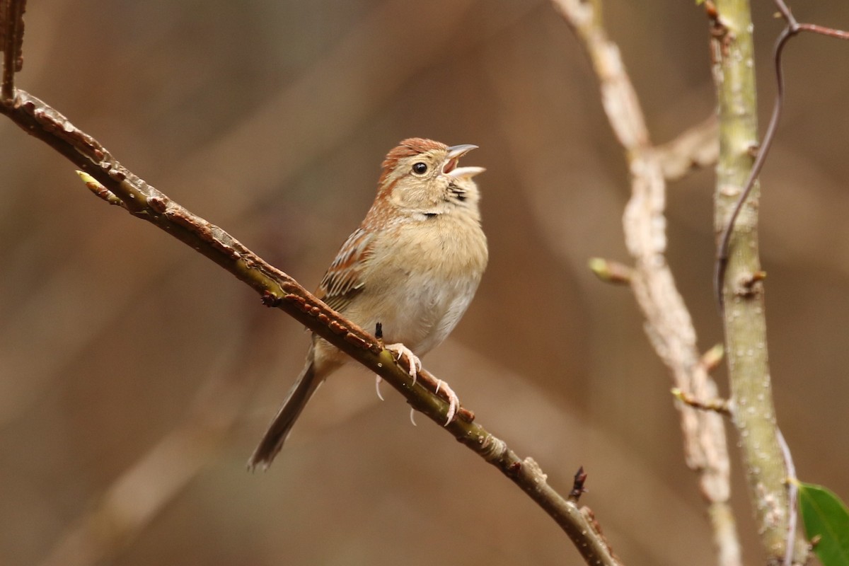 Bachman's Sparrow - ML49354521