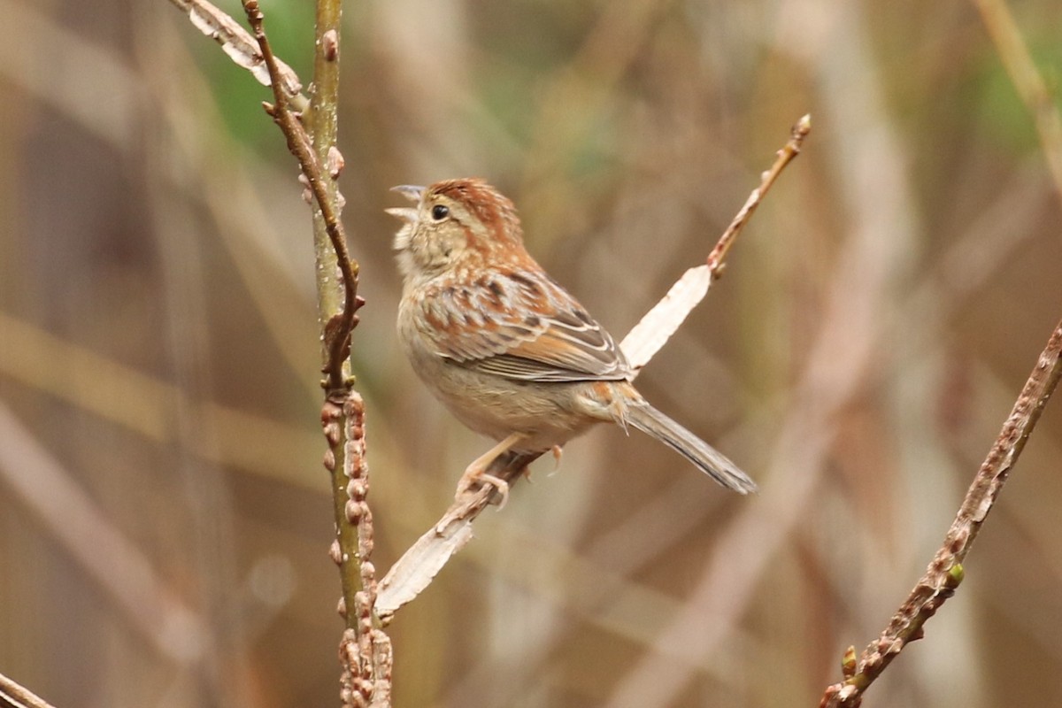 Bachman's Sparrow - ML49354611