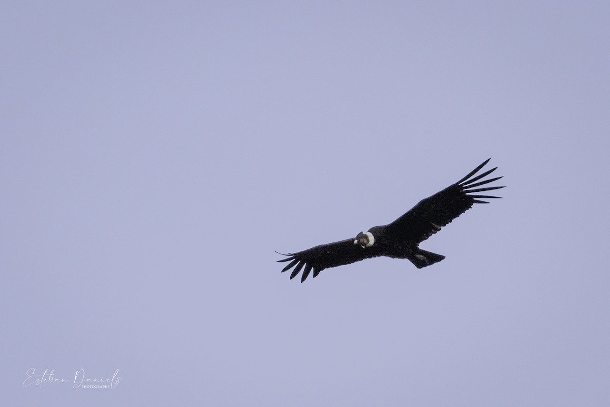 Andean Condor - Esteban Daniels