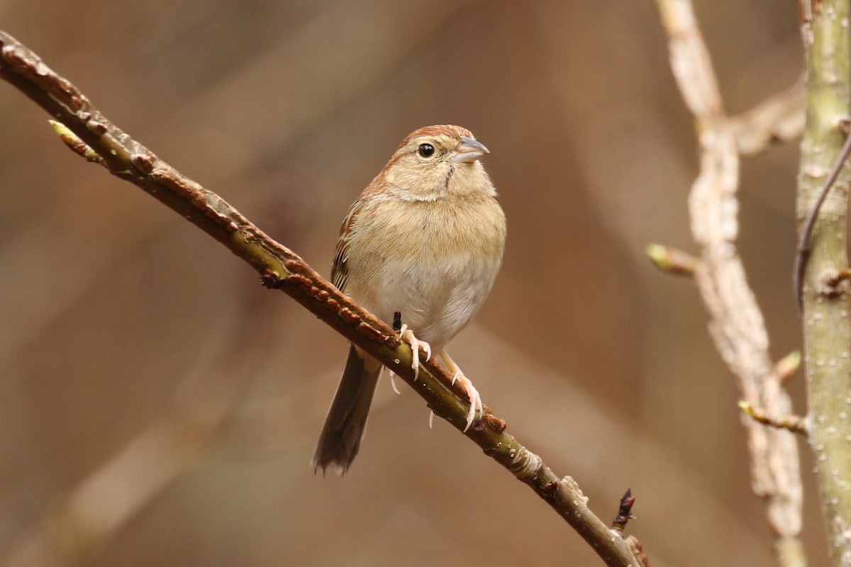 Bachman's Sparrow - ML49354631