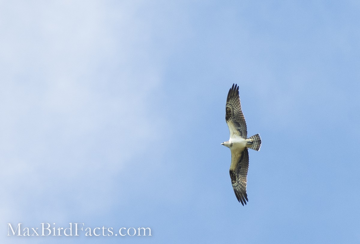 Osprey - ML493546371