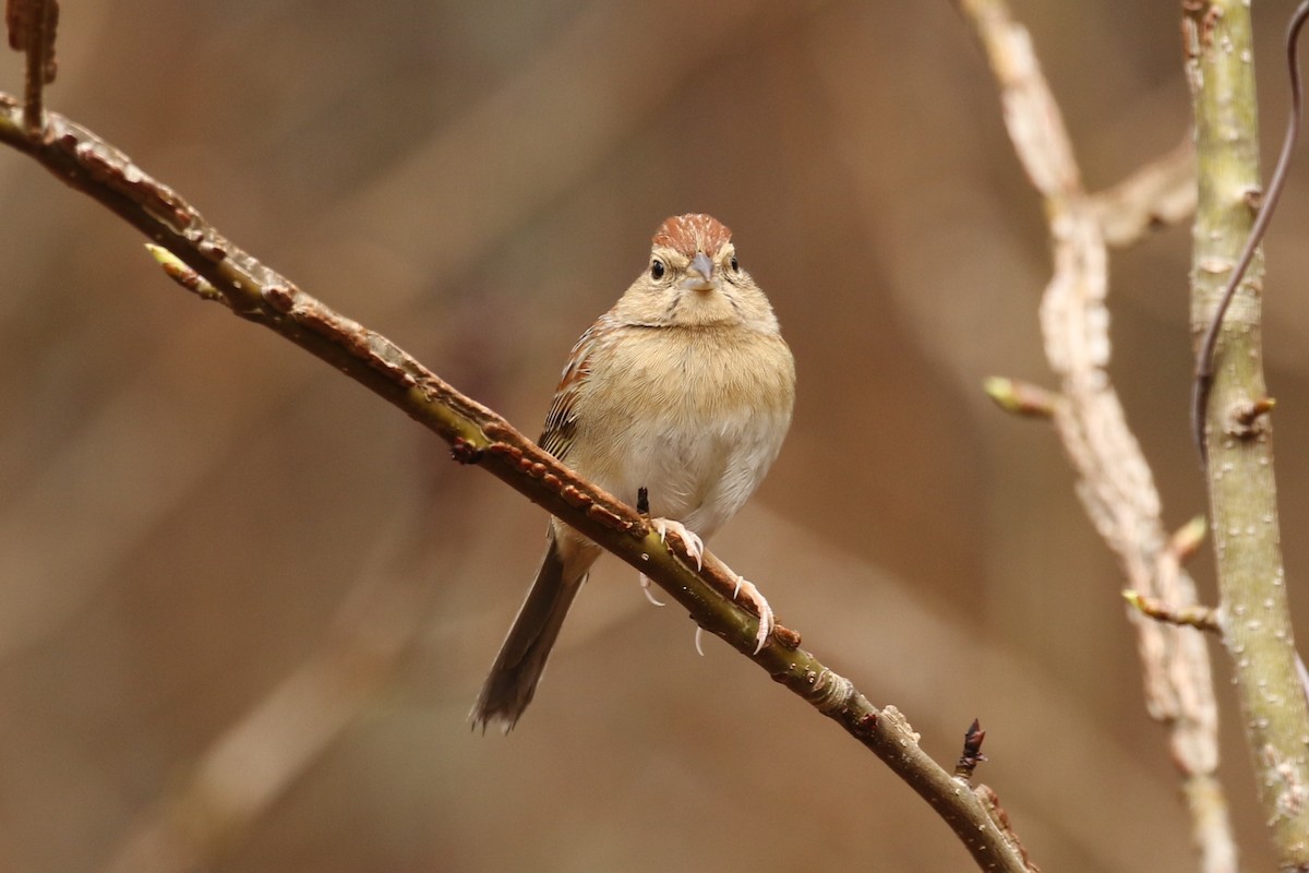 Bachman's Sparrow - Bob Friedrichs