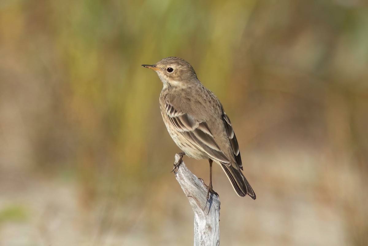 American Pipit - ML493547521