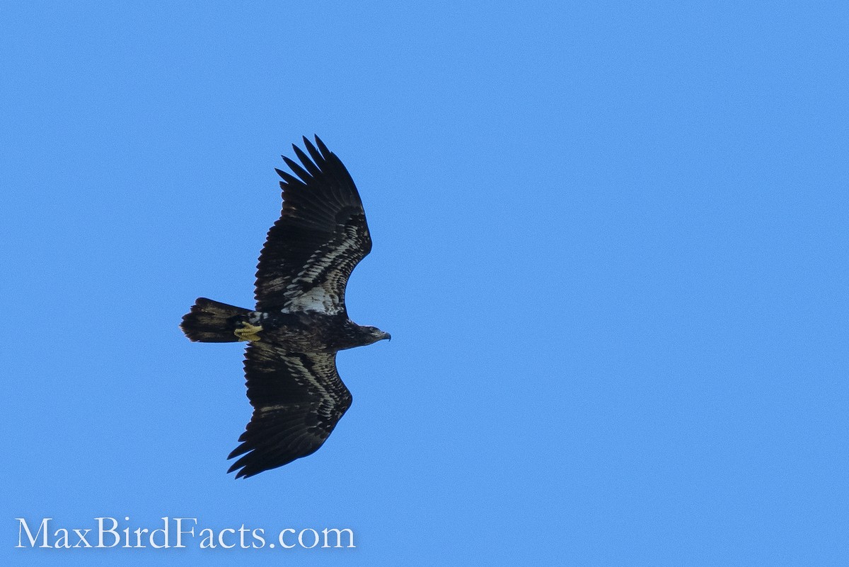 Bald Eagle - ML493547571