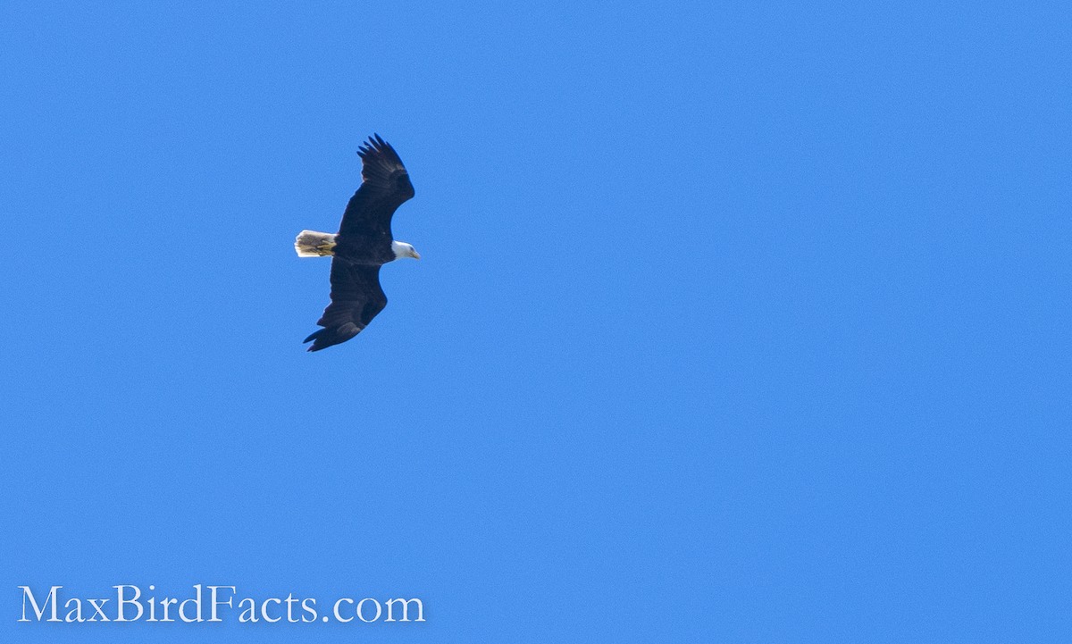 Bald Eagle - ML493547621