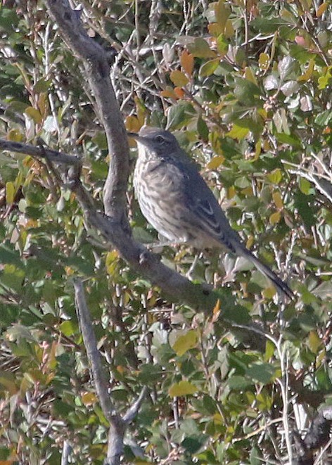 Sage Thrasher - ML493547651