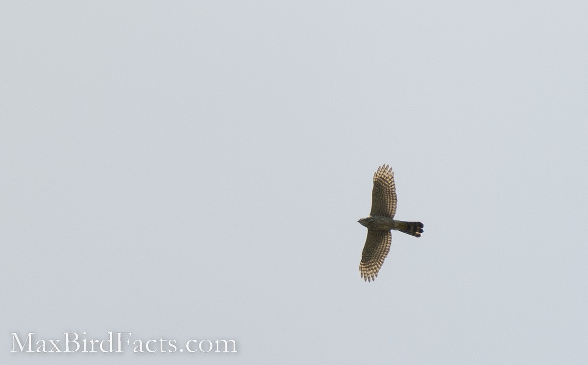 Cooper's Hawk - ML493548251