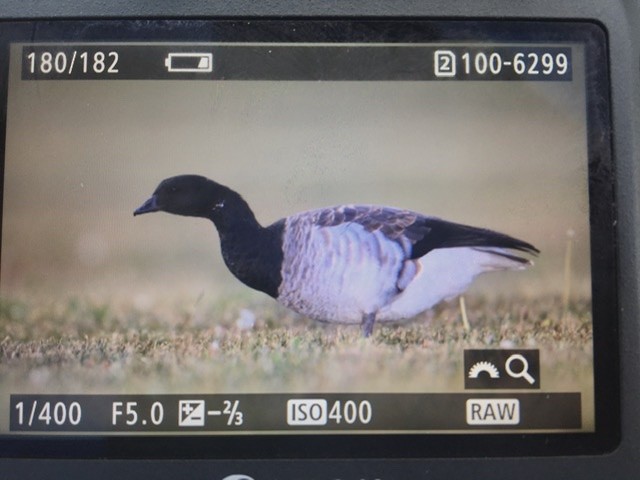 Brant - ML493548701