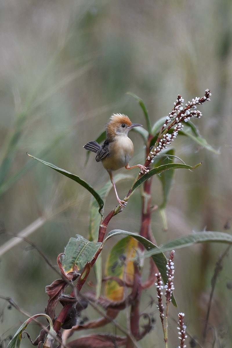 Golden-headed Cisticola - ML49355151