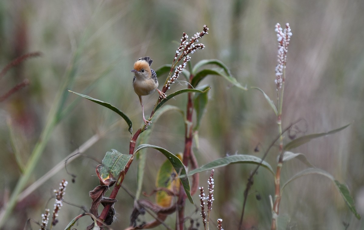 Golden-headed Cisticola - Terence Alexander