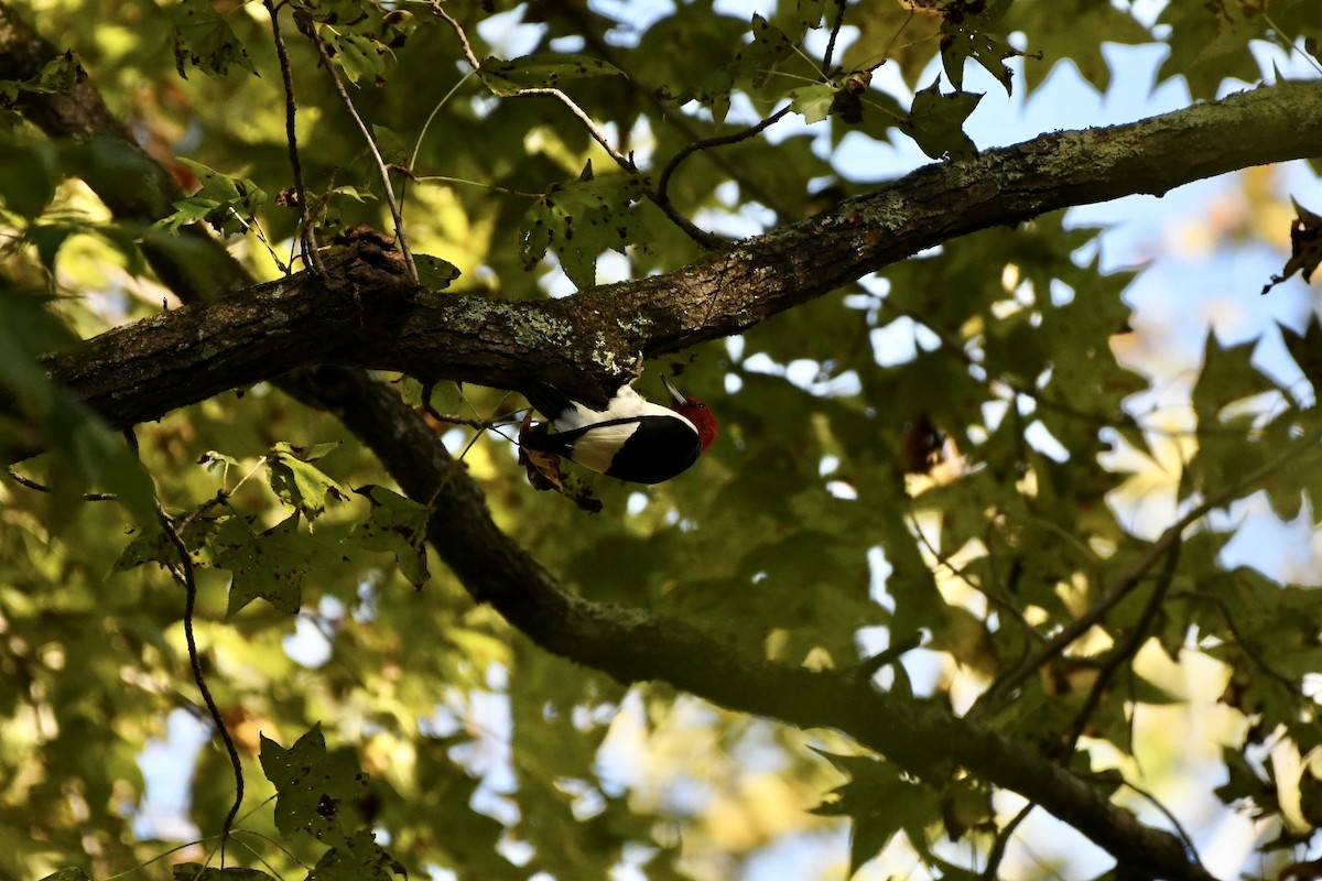 Red-headed Woodpecker - ML493552991