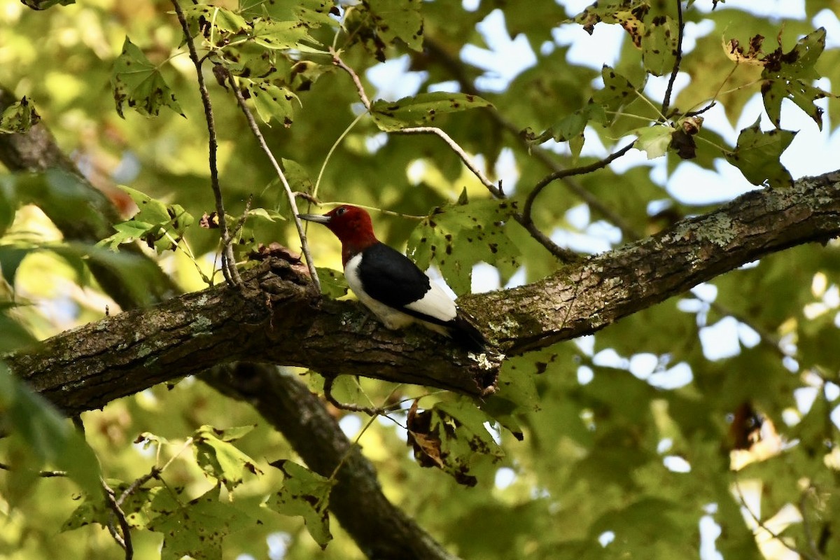 Red-headed Woodpecker - ML493553001