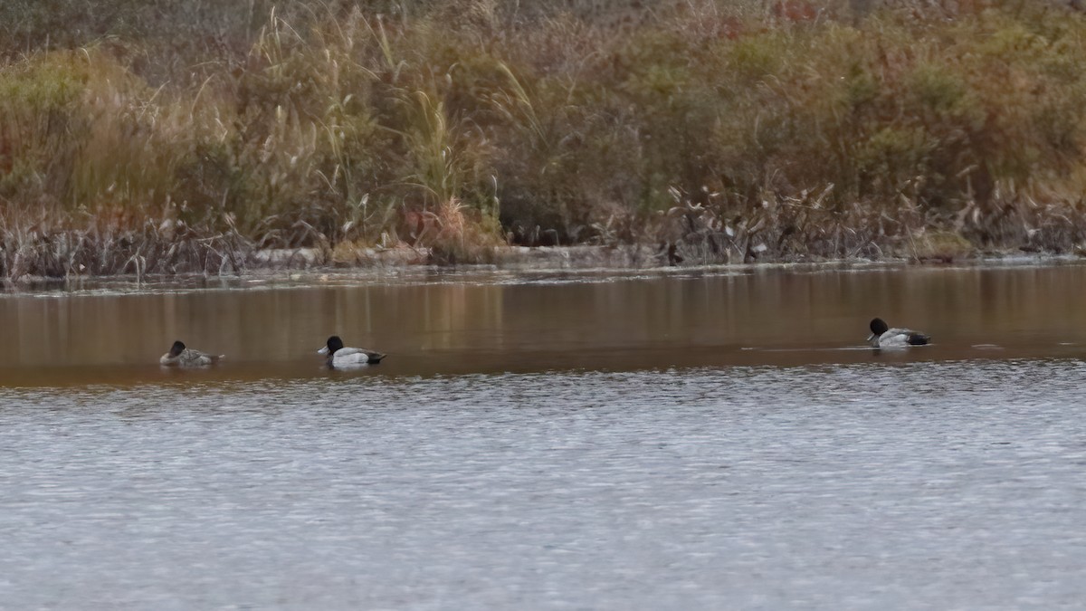 Greater Scaup - ML493553361