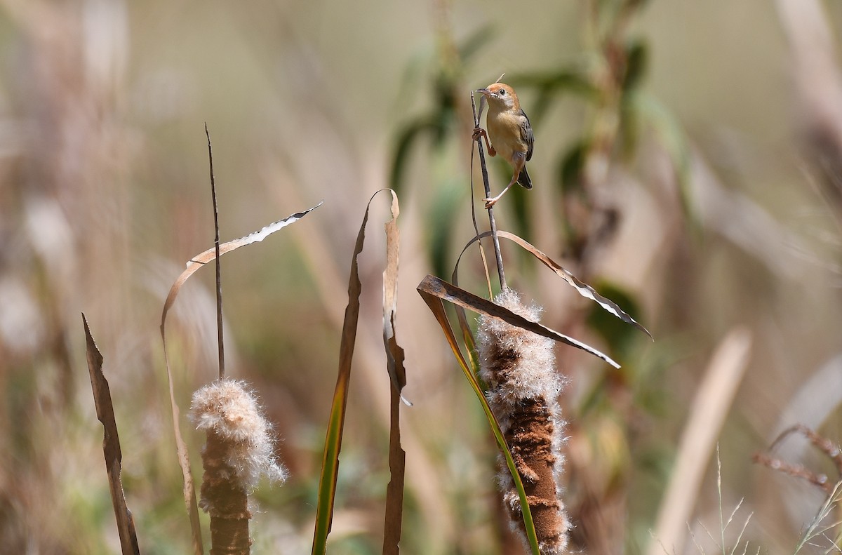 Golden-headed Cisticola - ML49355351