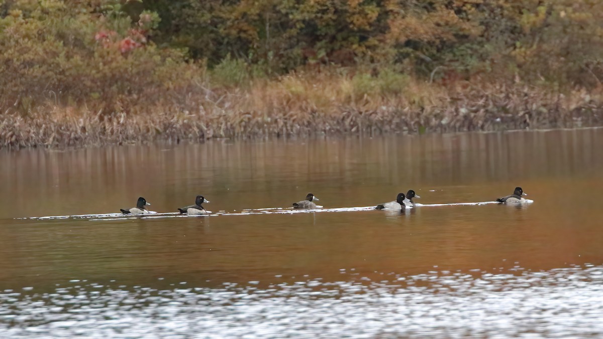 Greater Scaup - ML493553521