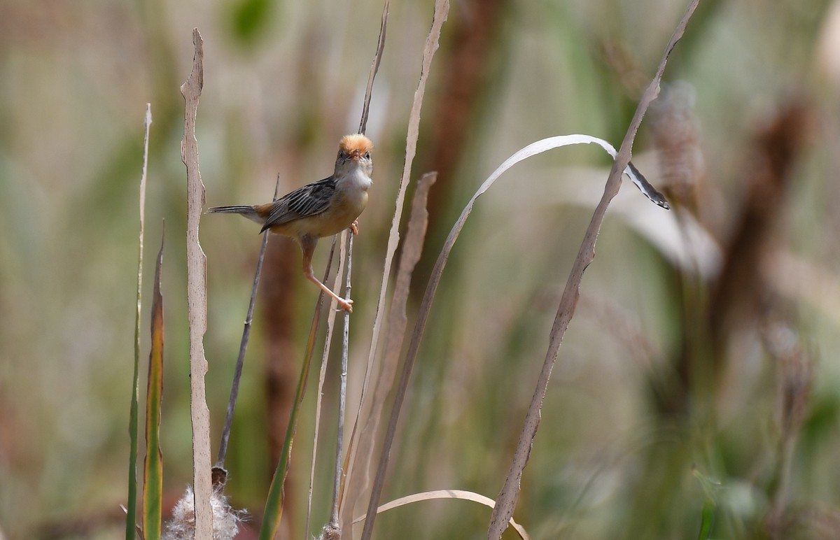 Golden-headed Cisticola - ML49355461