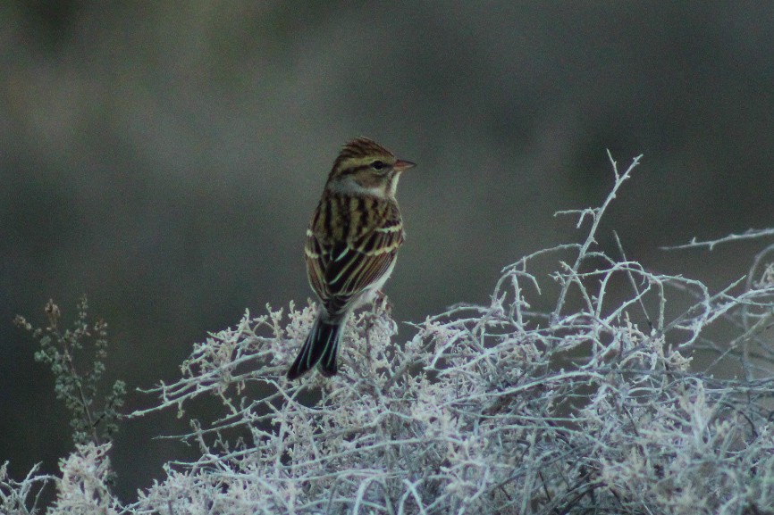 Chipping Sparrow - ML493555851