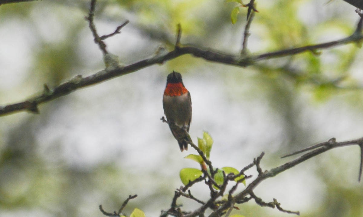 Colibri à gorge rubis - ML49355681