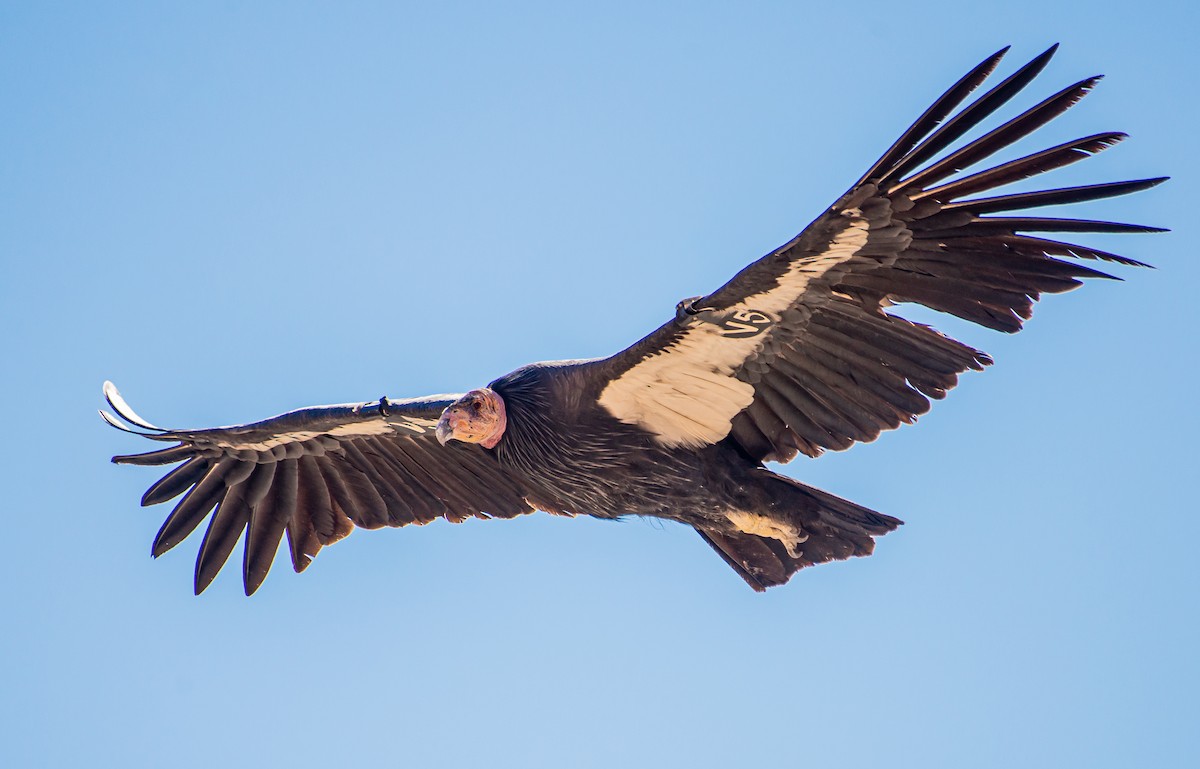 California Condor - Amber Miller
