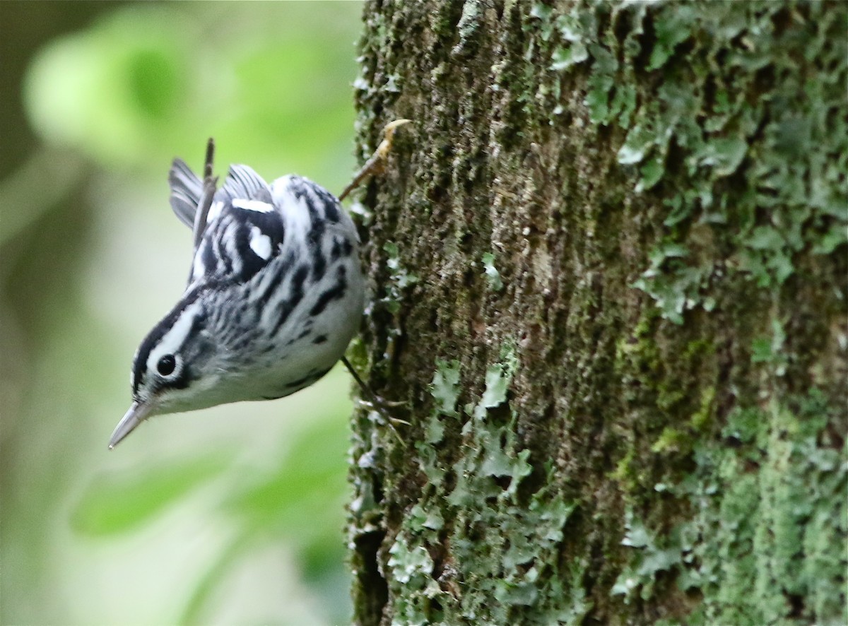 Black-and-white Warbler - ML49356091