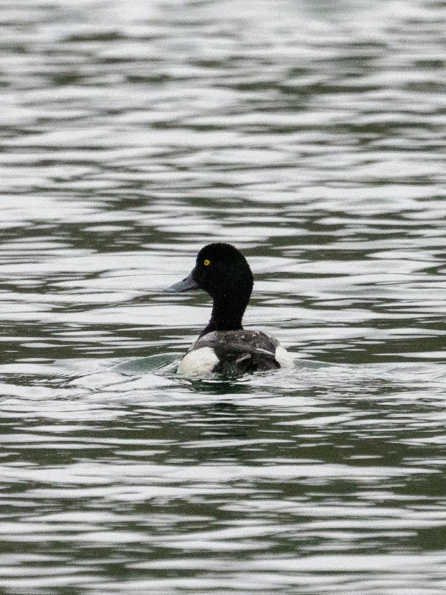 Greater Scaup - ML493561851