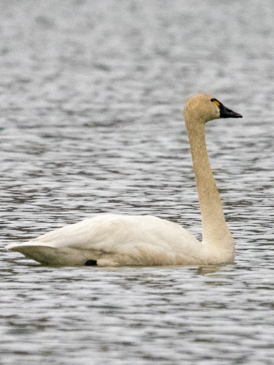 Tundra Swan - Travis ONeil