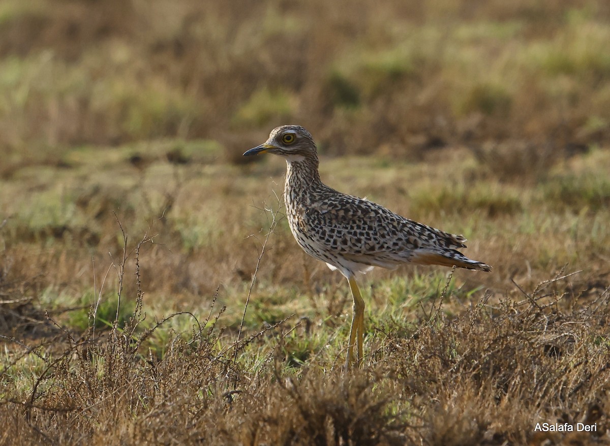 Spotted Thick-knee - ML493561931