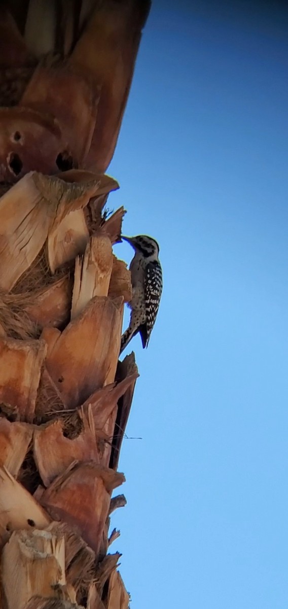 Ladder-backed Woodpecker - ML493562891