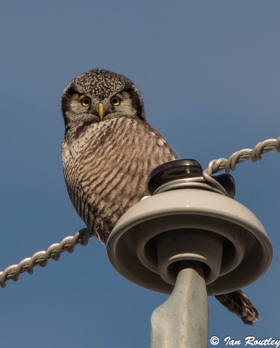 Northern Hawk Owl - Ian Routley