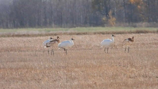 Grulla Trompetera - ML493564701