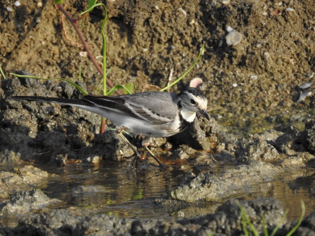 White Wagtail - ML493564901