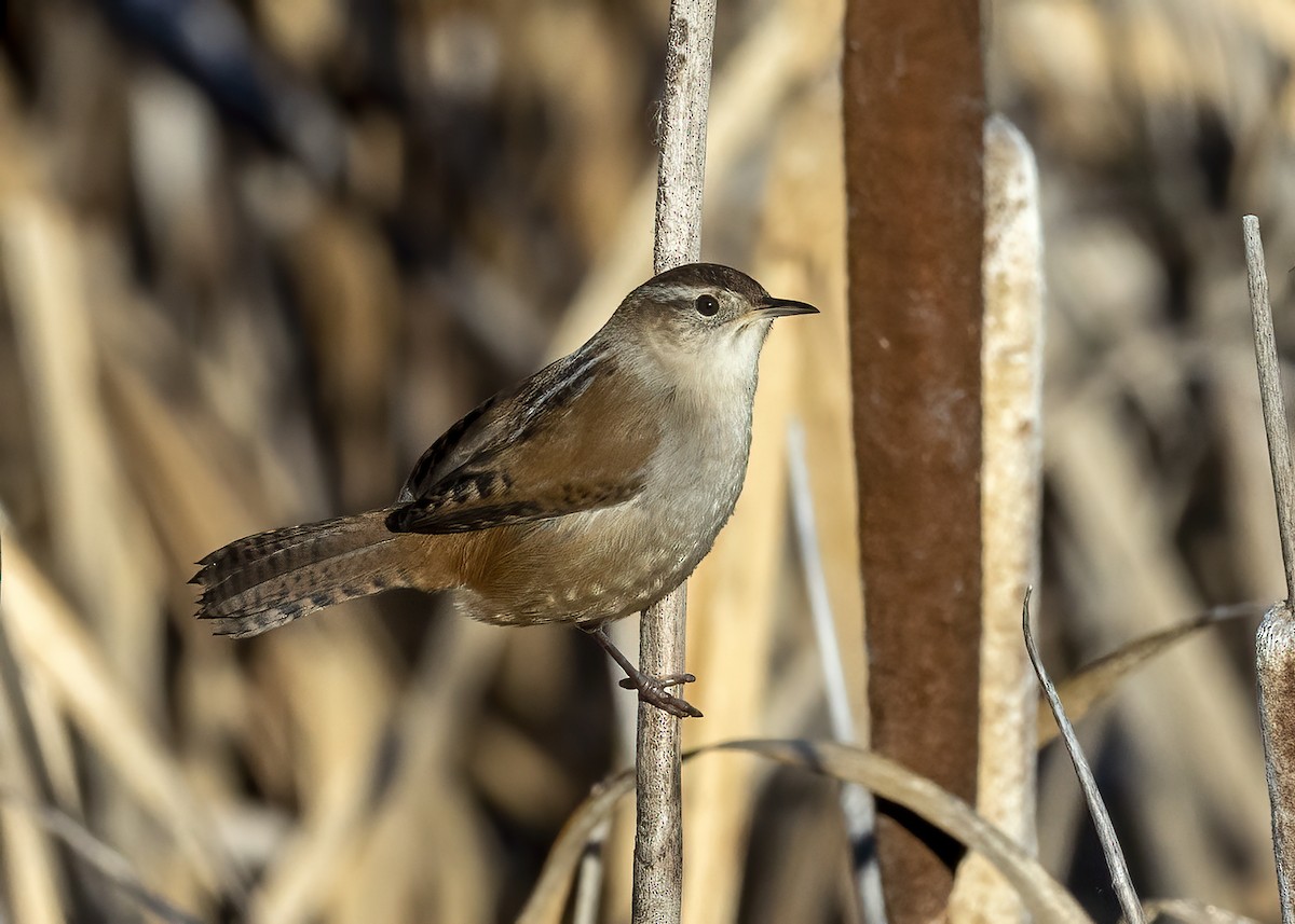 Marsh Wren - ML493565061